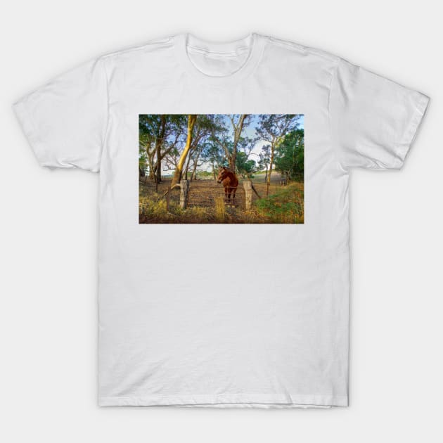 A Horse in the Adelaide Hills, South Australia T-Shirt by Mark Richards